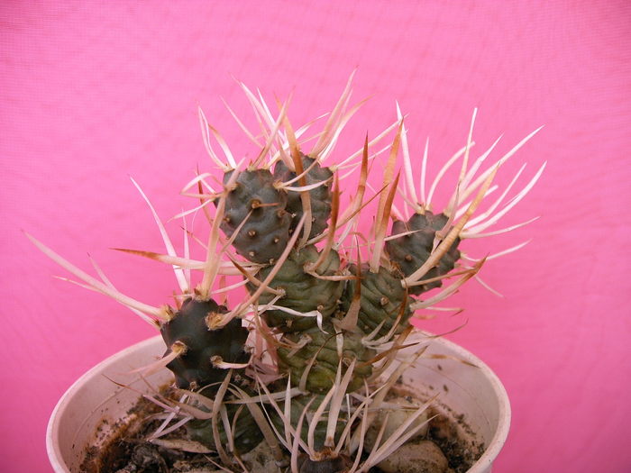 Tephrocactus