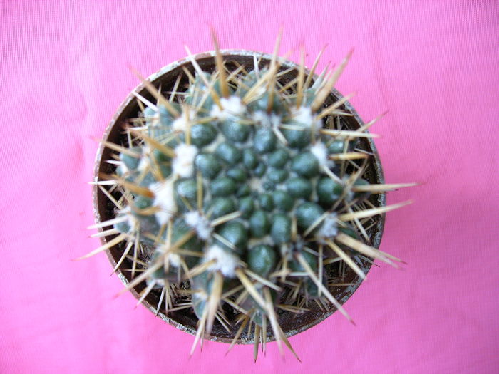 Notocactus