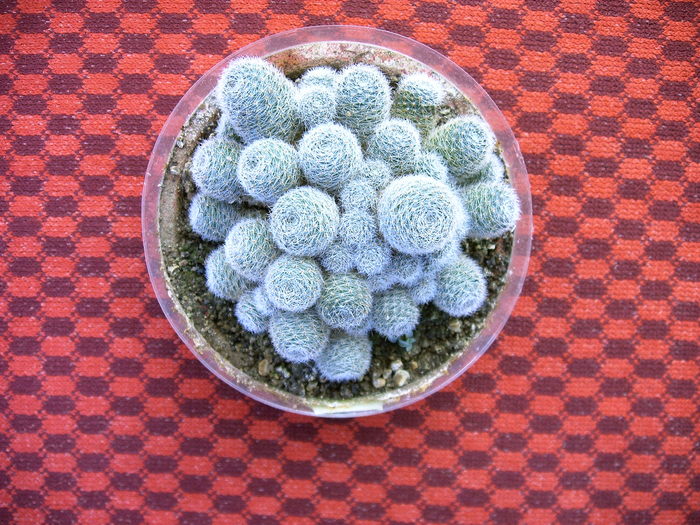 Aylostera heliosa - Cactusi -suculente