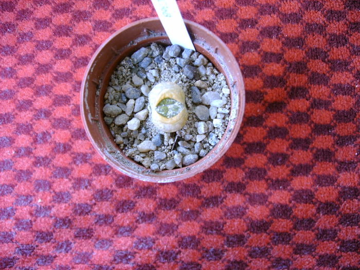 Lithops - Cactusi -suculente