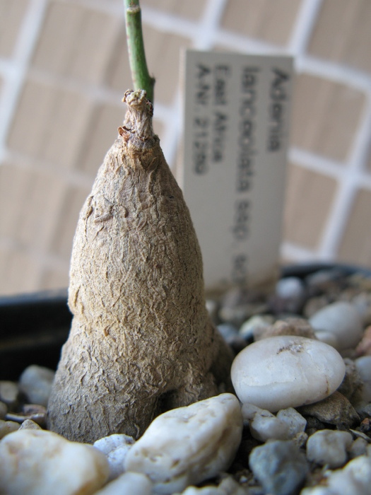 Adenia lanceolata - Caudex Plante cu caudex