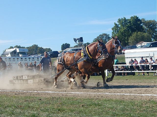 11 - Cai puternici