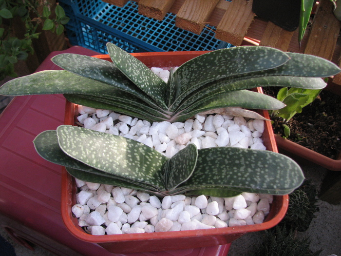 Gasteria 1 (3)