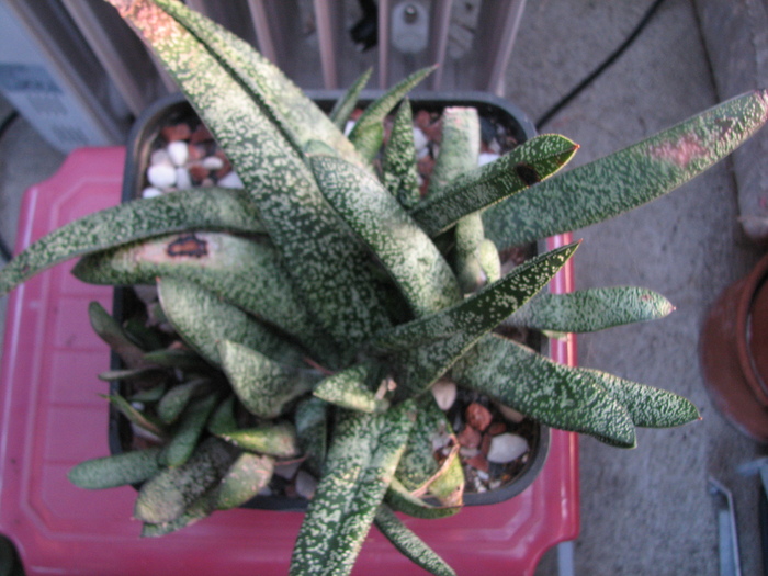 Gasteria 2 (3)