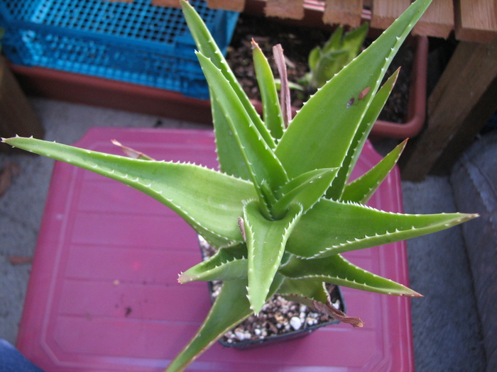 Aloe