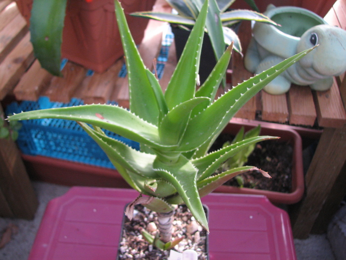 Aloe