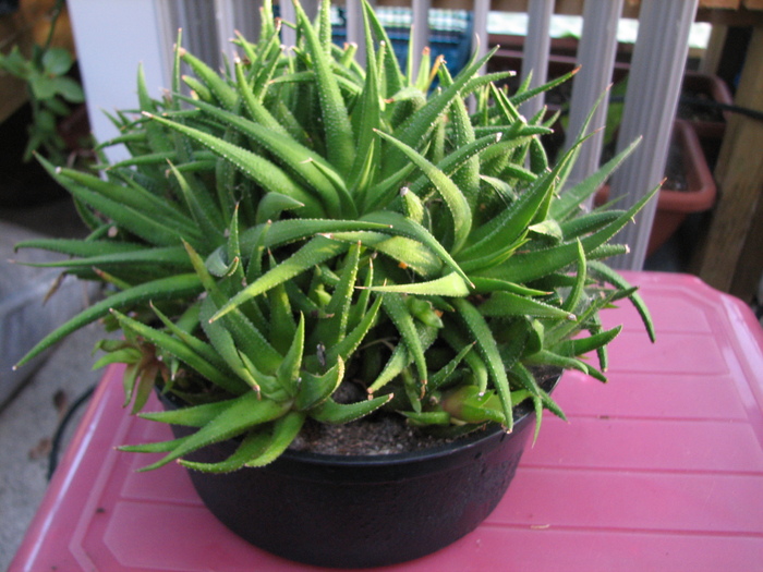 Haworthia 4 (3)