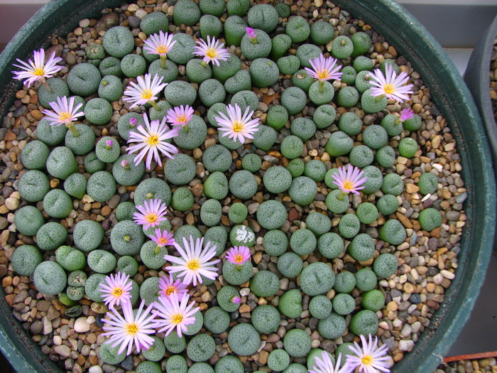 Conophytum 1 (3)