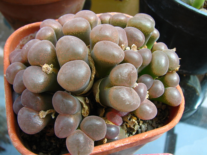 Conophytum 2 like limpidum but brownish head (4)