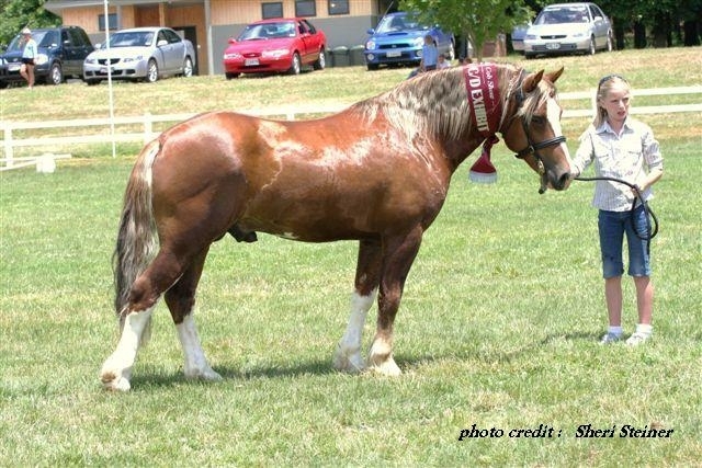 2009 Sire Ratings Champion C+D Hillswood Ffansi Me 