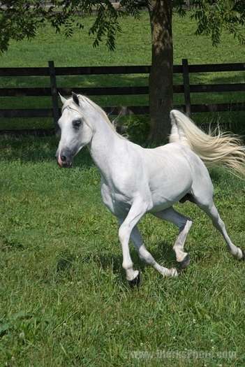 12230-Running-White-Arabian-Horse