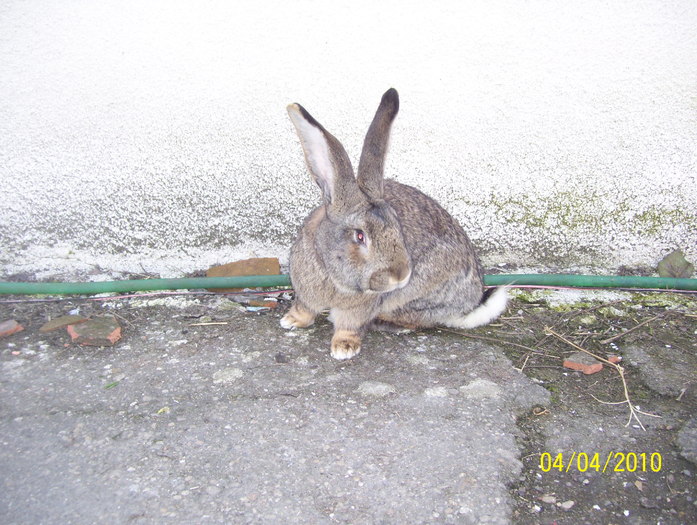Picture 055 - iepuri 2009 pe care nu ii mai am