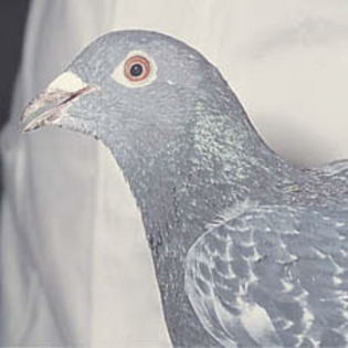 MICOPLASMOZA - bolile porumbeilor tratamentele si ordinea acestora inainte de vaccin