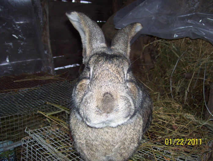 Picture 058 - poze iepuri 2011