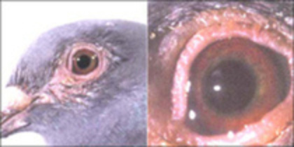 ornitroza - bolile porumbeilor tratamentele si ordinea acestora inainte de vaccin