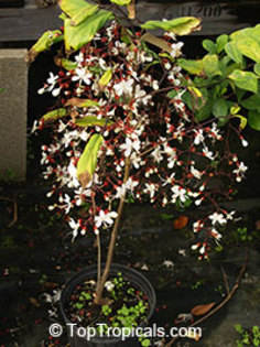 Clerodendrum - PLANTE DE CAUTAT