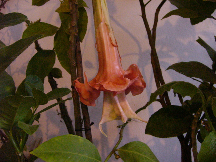 Brugmansia de la Gommer 2010