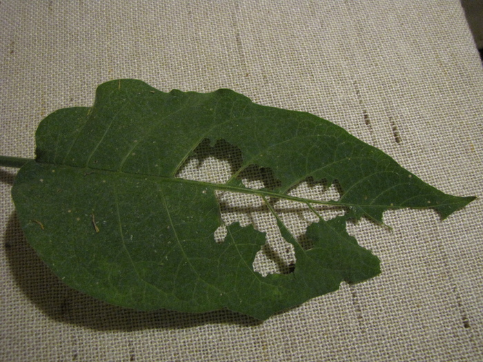 Frunza de Brugmansia 25 ian 2011 (1) - plante cu probleme