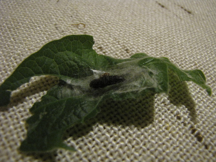 Frunza de Brugmansia 25 ian 2011 (3) - plante cu probleme