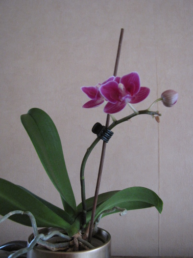 Orhidee pitica 15 ian 2011 - orhidee