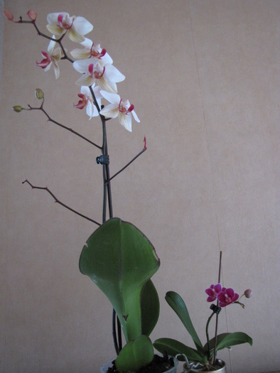Orhidee phale si orhidee pitica 15 ian 2011 - orhidee