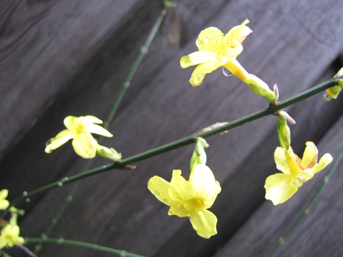 Jasminum Nudiflorum 25 ian 2011 (3)