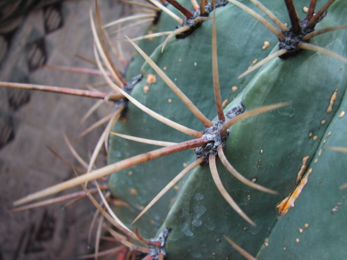 Ferocactus diguetii