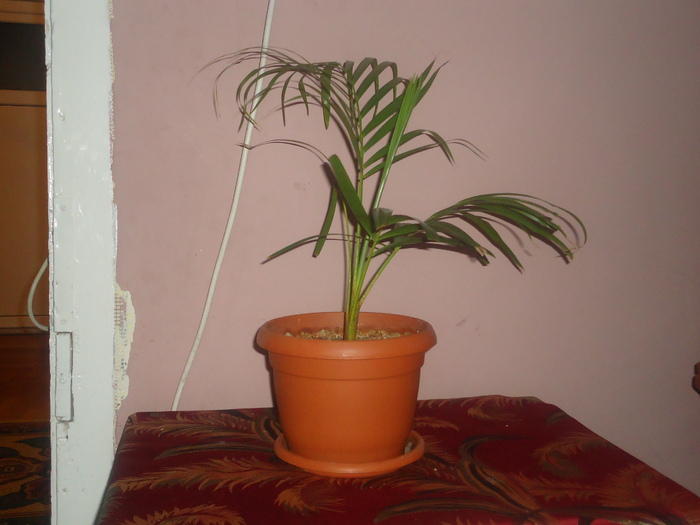 palmier - florii de apartament