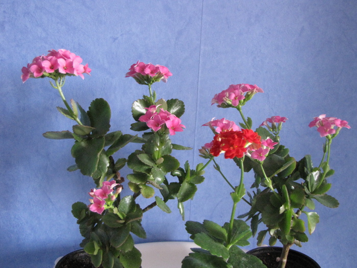 Kalanchoe roz si rosu 26 ian 2011 (1)