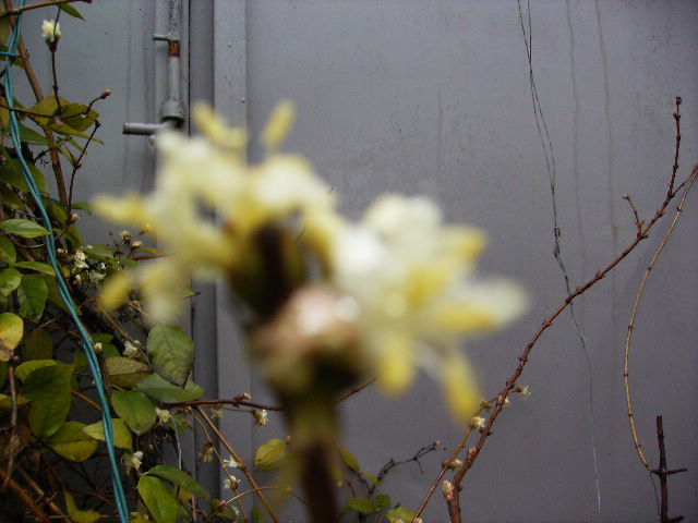 floare  de lonicera fragrantissima - Flori  la sfarsit de ianuarie 2011