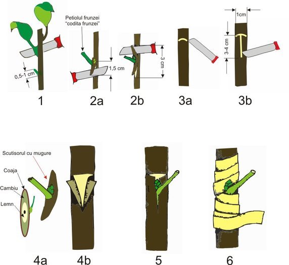 Altoirea in T (multumiri Taisiei pt. poza) - Procedeu de altoire al trandafirilor