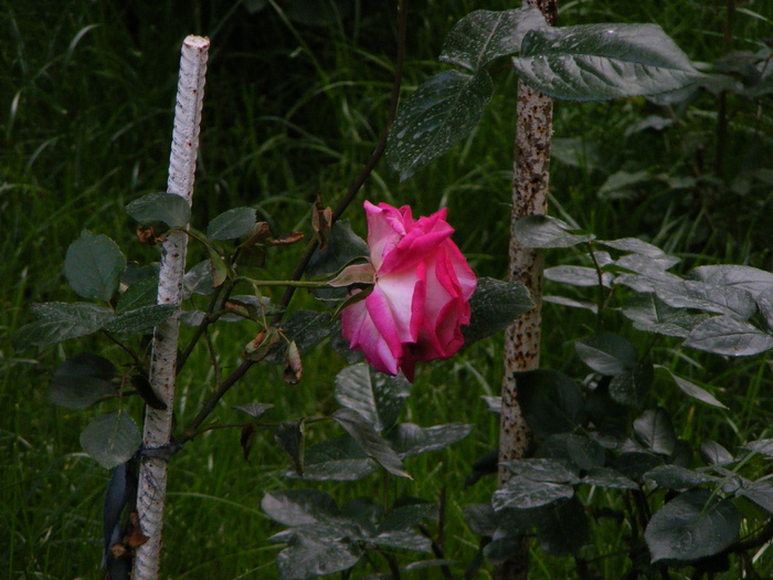 rose guajard(gaumo) - Gradina mea