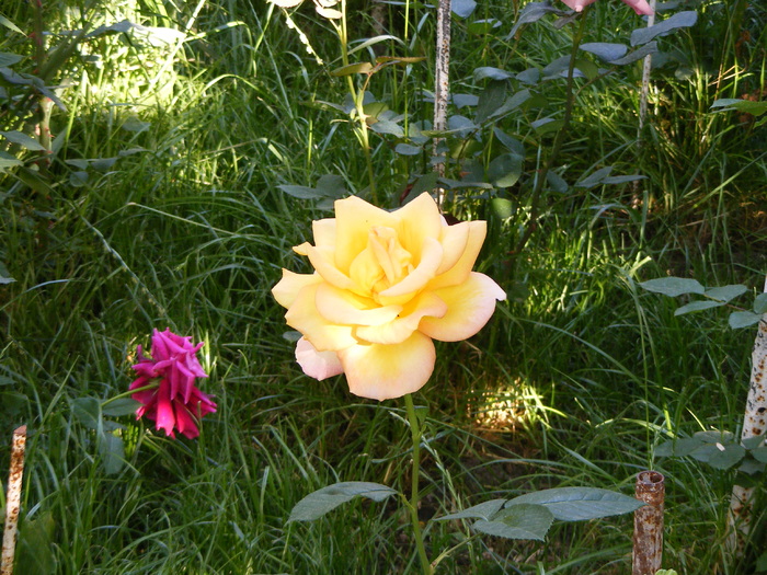 rose peace(gloria dei,gioia,madame a. meilland) - Gradina mea