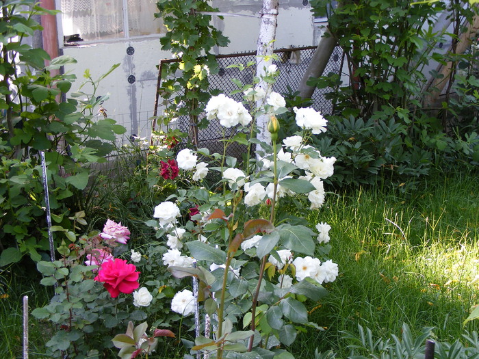 Virgo urcator; flori mijlocii cu mai multe inflorescente  alaturate
