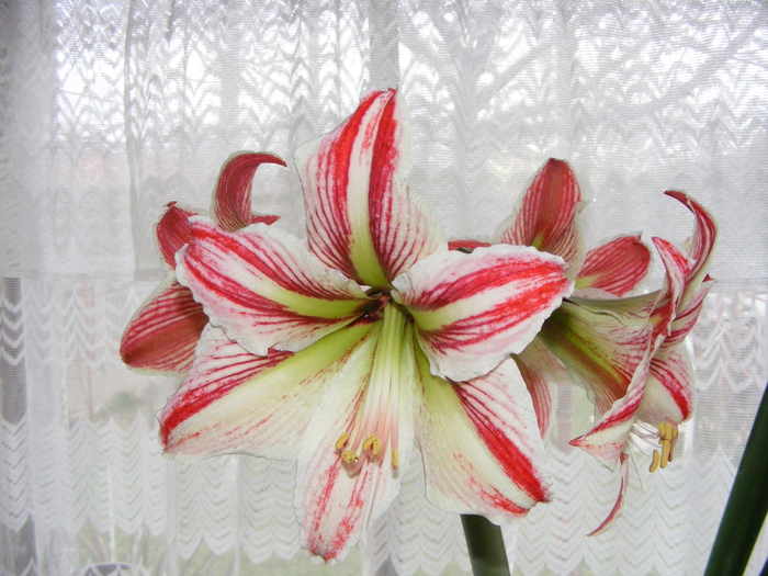 hippeastrum - Plantele mele