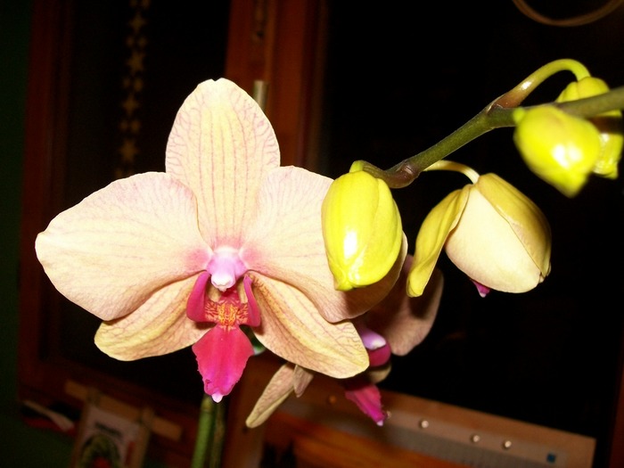 orhidee 01 006 - orhidee 2011