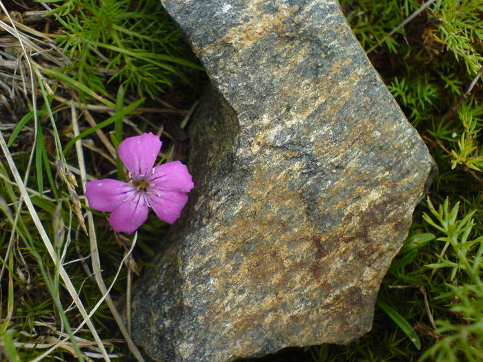 DSC00480 - Munte-Fagaras si Iezer