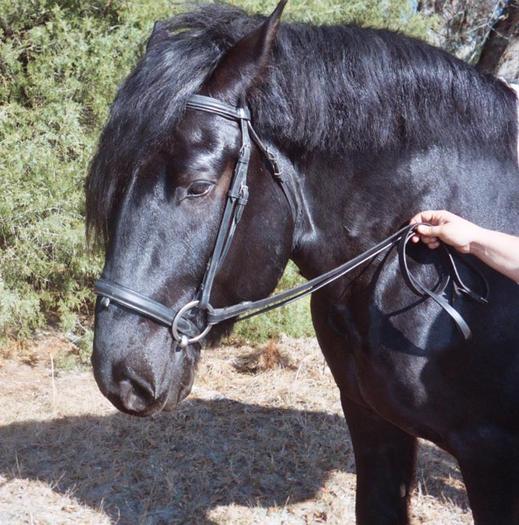 286637977jtaDcF_ph - CAI percheron