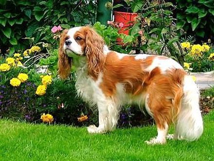 440x330_018549-cavalier-king-charles-spaniel[1]