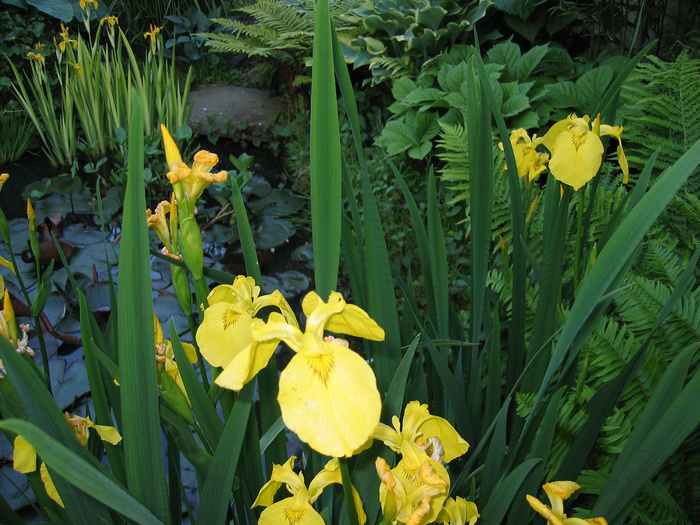 Iris pseudacorus, de apa