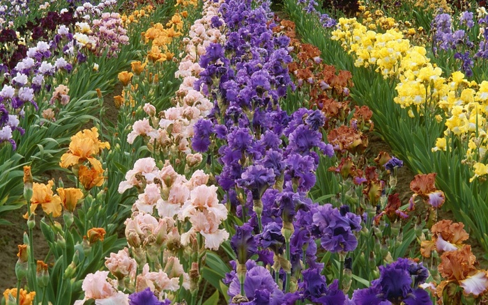 culturi de irisi germanica