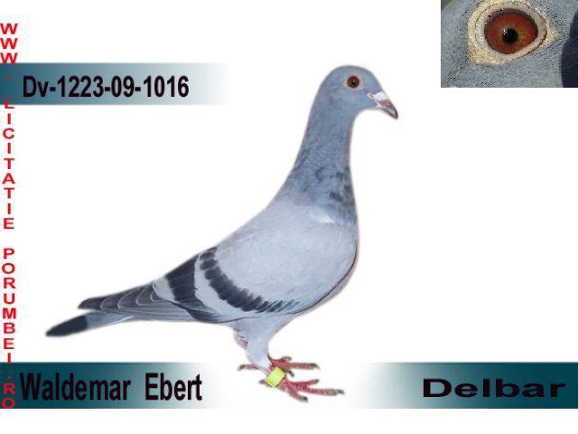Delbar -; Porumbita arata mult mai bine decat in fotografie
