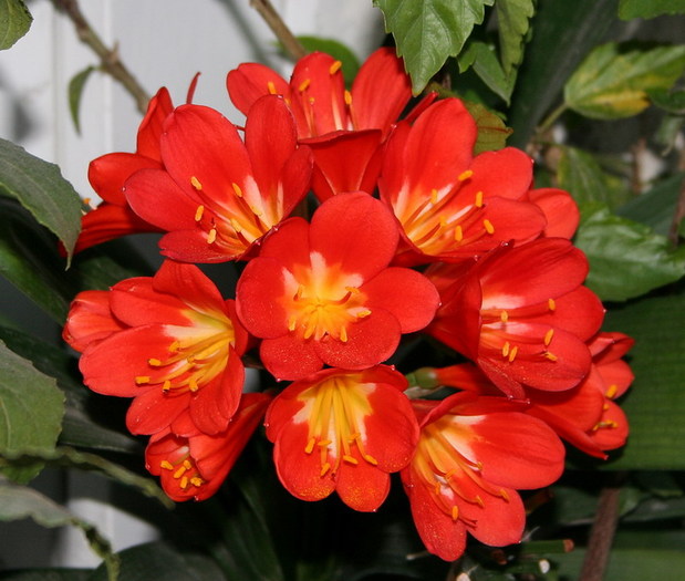 Clivia miniata