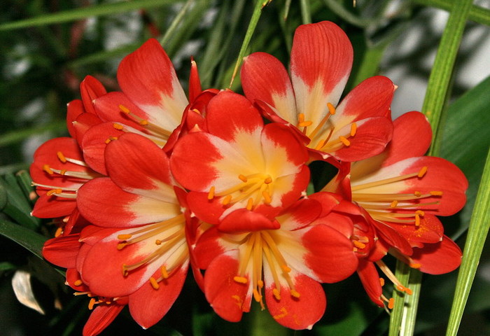 Clivia miniata