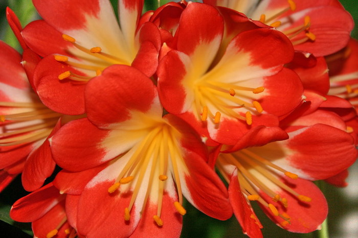 Clivia miniata