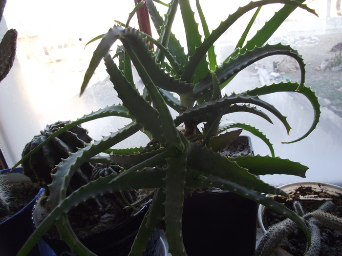 aloe