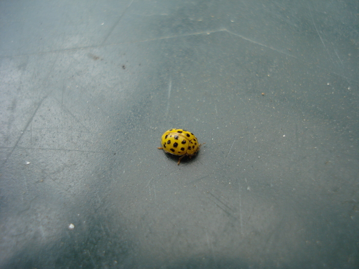 Yellow Lady Beetle (2009, June 11)