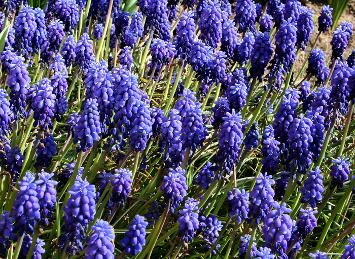 Muscari armeniacum - zz Muscari