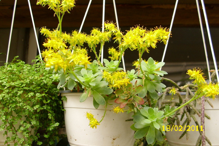 sedum palmeri