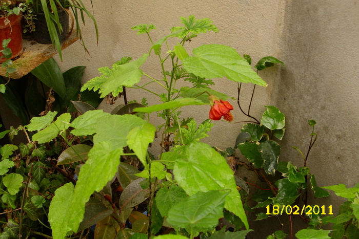 abutilon rosu